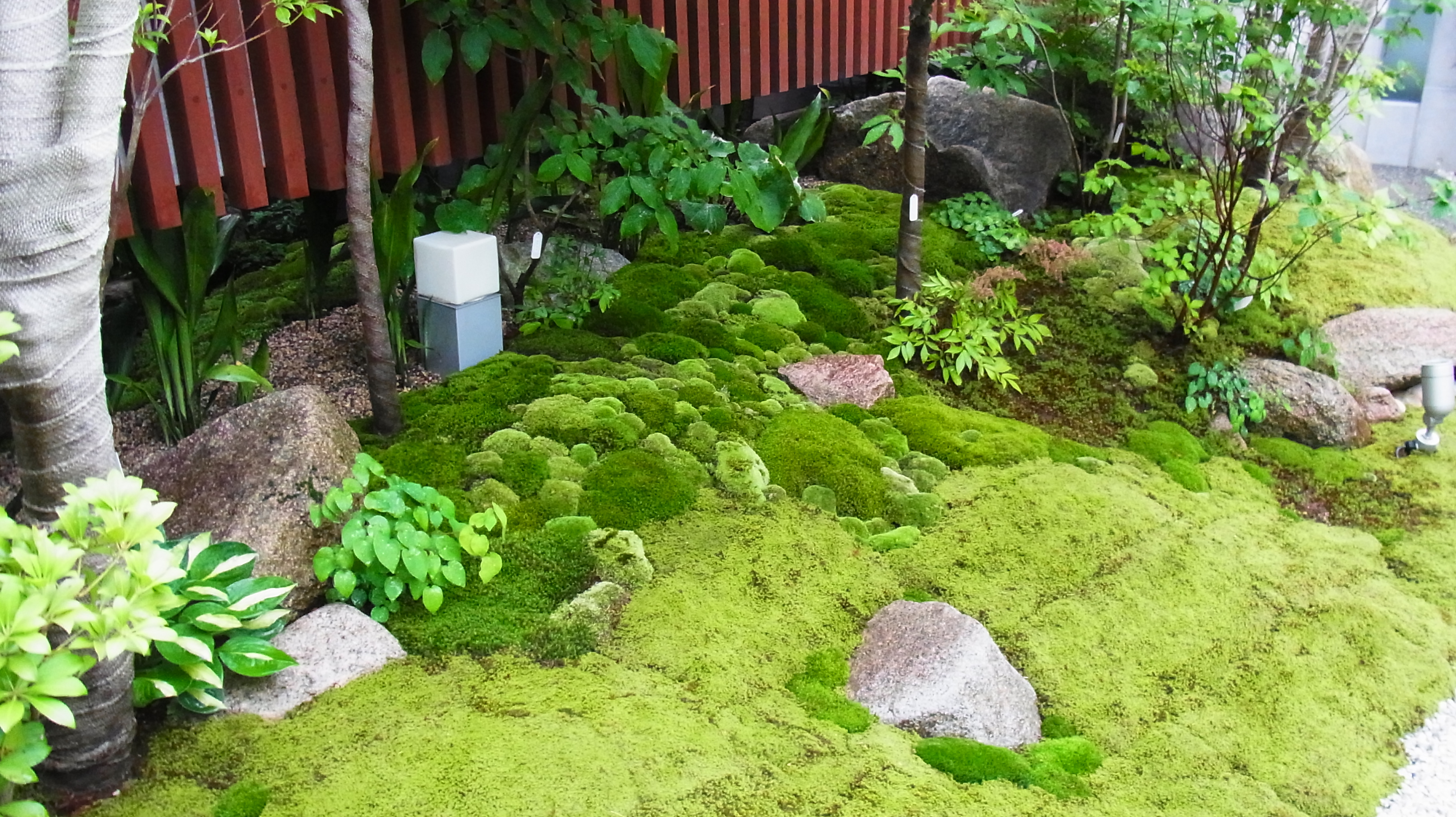 苔 寄せ 植え